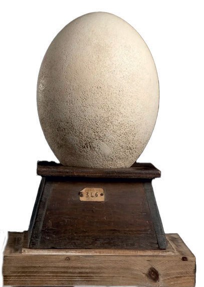 Elephant bird egg